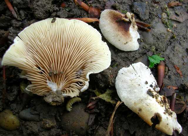 2005 :  Un anno di funghi
